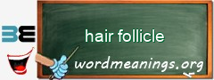 WordMeaning blackboard for hair follicle